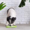 pet slow feeder