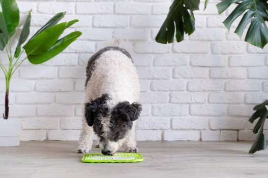pet slow feeder